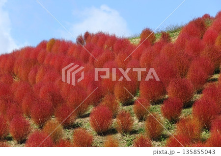 コキアの紅葉 135855043