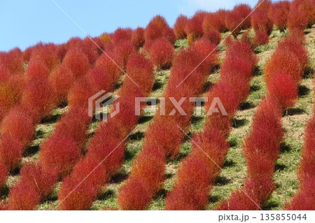コキアの紅葉 コキアの紅葉 135855044