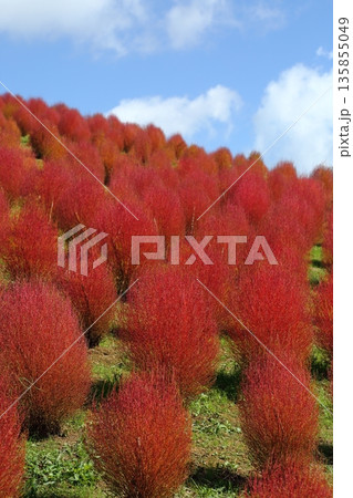 コキアの紅葉 135855049