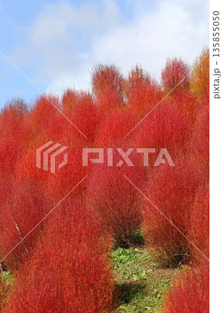 コキアの紅葉 135855050