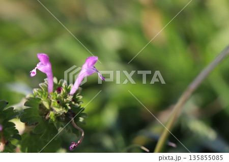 冬の道端に咲くピンク色のホトケノザの花 135855085