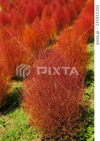 紅葉のコキア 紅葉のコキア 135855202
