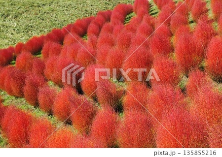 紅葉のコキア 135855216