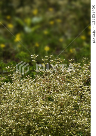 春4月草はらの中のオランダミミナグサの穂 春4月草はらの中のオランダミミナグサの穂 135855450