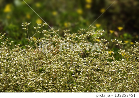春4月草はらの中のオランダミミナグサの穂 135855451