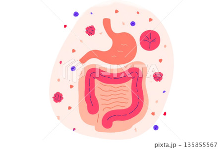胃腸の健康管理やサプリメントの紹介に使いやすい消化器系のグラフィック 135855567