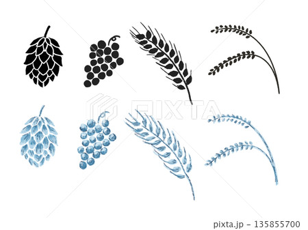 お酒の原料となる植物 手描きイラスト 水彩風 お酒の原料となる植物 手描きイラスト 水彩風 135855700