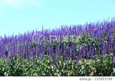 ブルーサルビアの群生 135855799