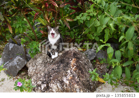 あくびをする猫 135855813