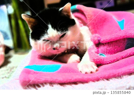 昼寝をしようとしている子猫 昼寝をしようとしている子猫 135855840