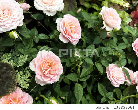 咲き誇るバラ 135855961