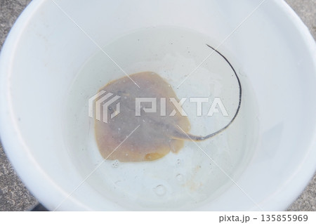 釣りでエイがつれたからバケツに入れた後の泳ぐエイ 135855969