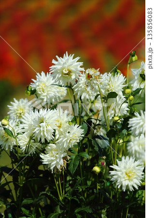 びわこ箱館山のダリア 135856083