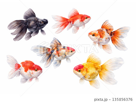 カラフルな金魚のイラスト 135856376