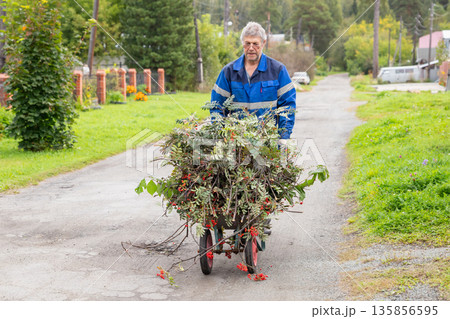 Senior man pushing a wheelbarrow full of trimmed rowan branches on a rural road. Seasonal yard work and gardening. Gardener, farmer, landowner 135856595
