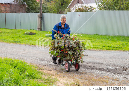 Senior man pushing a wheelbarrow full of trimmed rowan branches on a rural road. Seasonal yard work and gardening. Gardener, farmer, landowner 135856596