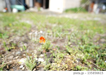 花とつぼみとはてな? 花とつぼみとはてな? 135856615