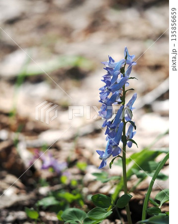 春の日差しに咲くエゾエンゴサク 春の日差しに咲くエゾエンゴサク 135856659