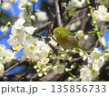 白梅とメジロ 135856733
