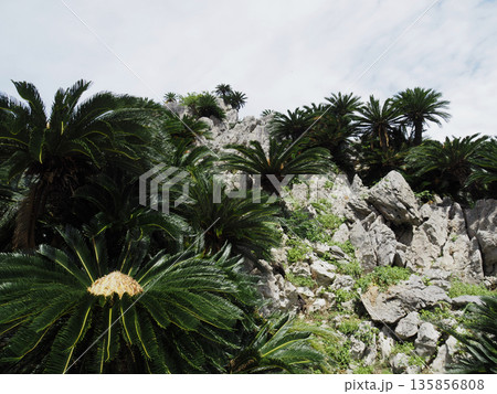 アスムイハイクス 135856808