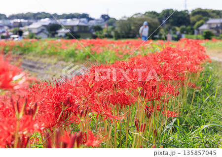 彼岸花咲く里の秋景色 愛知県半田市 彼岸花咲く里の秋景色 愛知県半田市 135857045