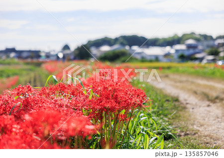 彼岸花咲く里の秋景色　愛知県半田市 135857046