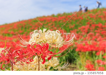 彼岸花咲く里の秋景色　愛知県半田市 135857058