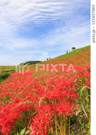 彼岸花咲く里の秋景色　愛知県半田市 135857065