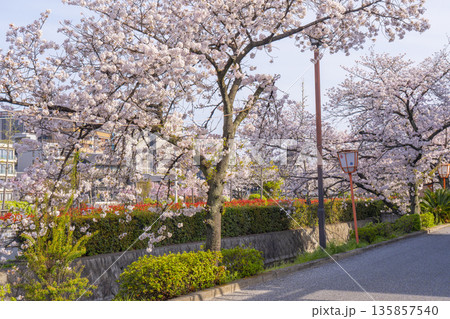 鴨川沿いの遊歩道に咲く満開の桜　祇園四条〜清水五条　 135857540
