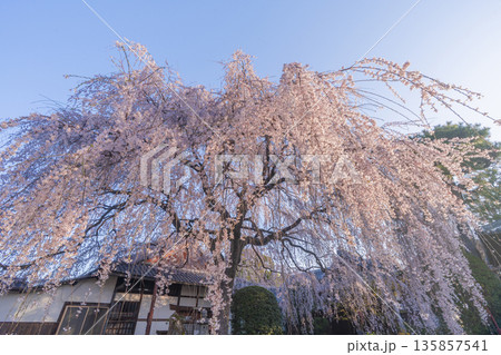 春の京都 本満寺のしだれ桜 春の京都 本満寺のしだれ桜 135857541