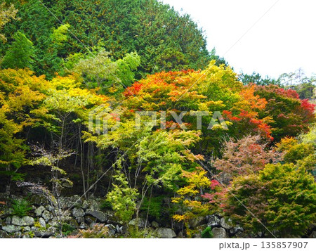 色づき始めた紅葉 色づき始めた紅葉 135857907
