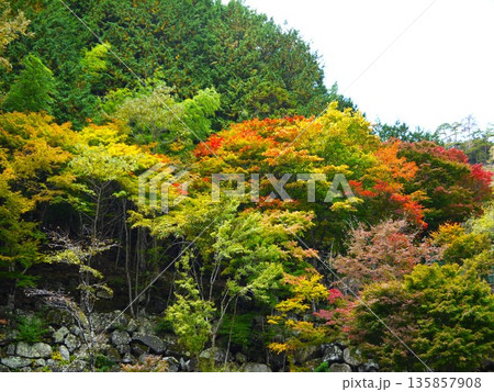 色づき始めた紅葉 色づき始めた紅葉 135857908
