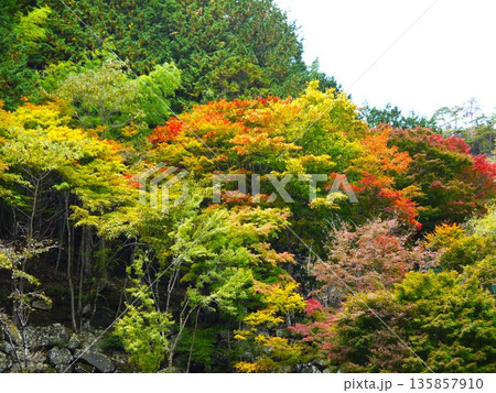 紅葉に染まる昇仙峡 135857910