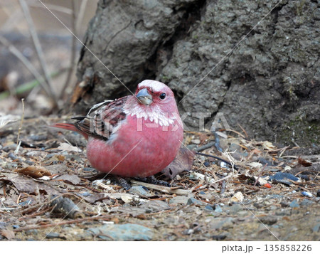 オオマシコ 135858226