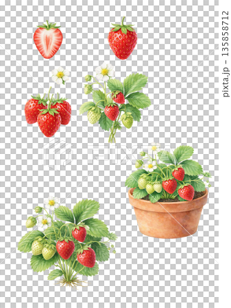 Fresh strawberry flowers and fruit illustration set 135858712