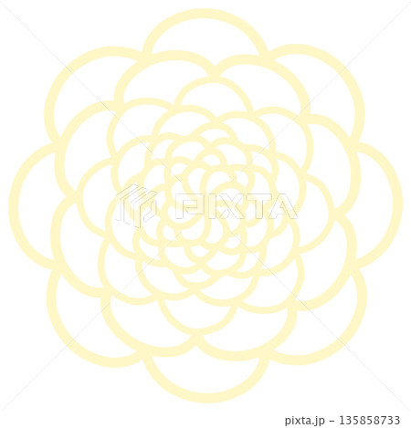 薄い黄色のたくさんの花びらの花 薄い黄色のたくさんの花びらの花 135858733