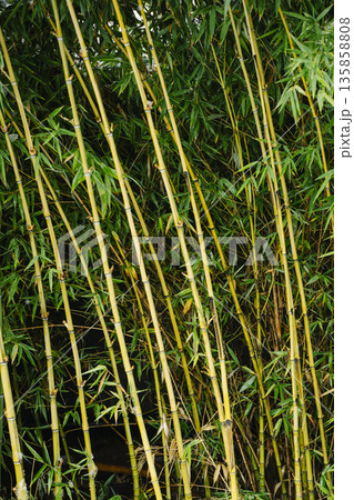 Bamboo Grove with Young Green Shoots and Dense Foliage. High quality photo Bamboo Grove with Young Green Shoots and Dense Foliage. High quality photo 135858808