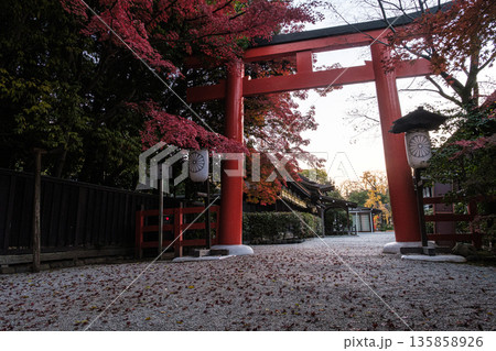 京都府下賀茂神社朝の杜の紅葉 135858926
