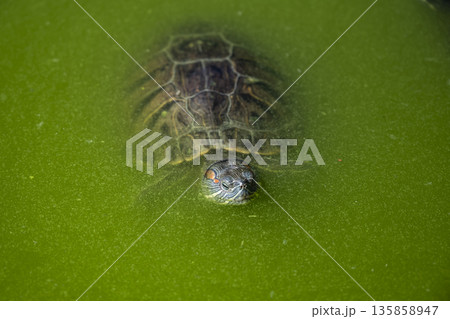 Concealed turtle peering from green water surface, Camouflaged turtle amidst algae and floating duckweed in peaceful marsh 135858947