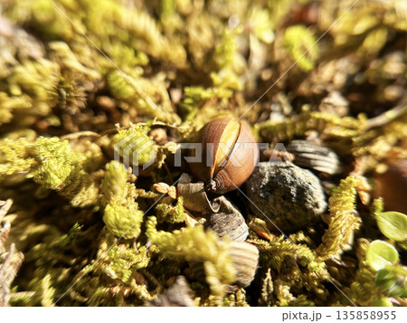 どんぐりのアップ どんぐりのアップ 135858955