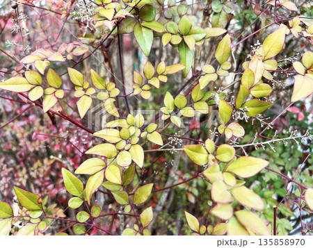 色鮮やかなナンテン 135858970