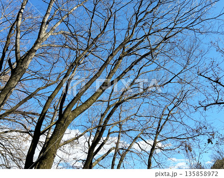 青空と枯れ木 青空と枯れ木 135858972
