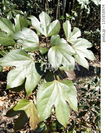 光り輝くカクレミノ 光り輝くカクレミノ 135858974