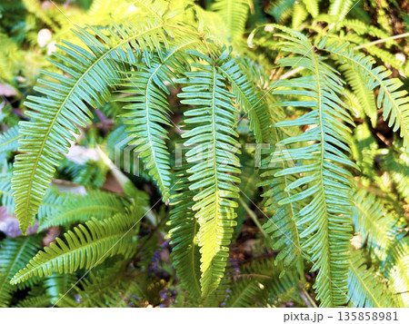 色鮮やかなシダ 135858981