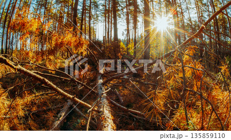 Forest Stream in Autumn with Golden Larch Foliage Forest Stream in Autumn with Golden Larch Foliage 135859110