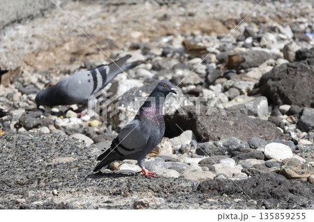 Domestic pigeons Columba livia livia 135859255