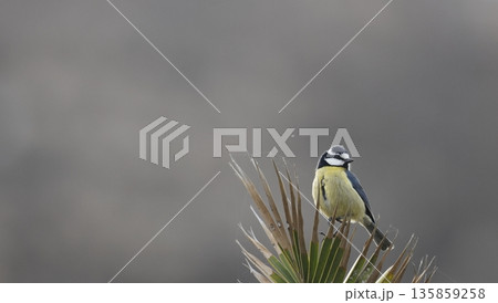 African blue tit. African blue tit. 135859258