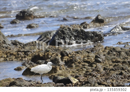 Little egret Egretta garzetta. 135859302