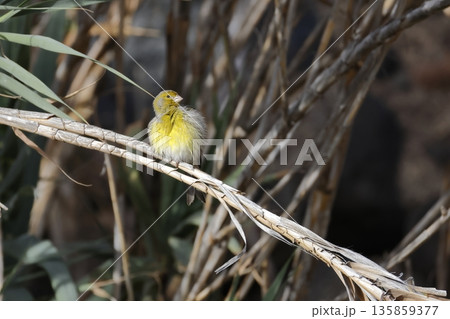 Male Atlantic canary. Male Atlantic canary. 135859377
