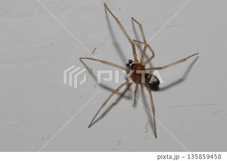 Male cupboard spider. 135859458